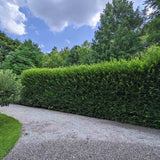 Carpen European (Carpinus Betulus), gard viu