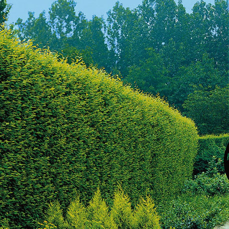 Carpen European (Carpinus Betulus), gard viu