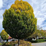 Carpen Monumentalis (Carpinus Betulus)