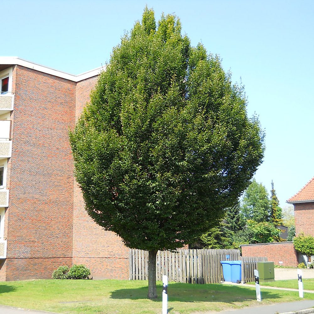 Carpen Monumentalis (Carpinus Betulus)