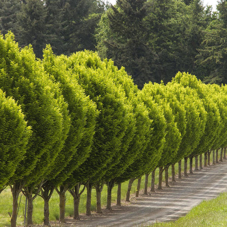 Carpen Monumentalis (Carpinus Betulus)