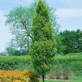 Oszlopos gyertyán ‘Lucas’ (Carpinus betulus), oszlopos gyertyán, архитектurális megjelenéssel, kompakt koronával, modern kertekbe