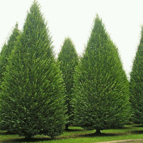 Oszlopos gyertyán ‘Lucas’ (Carpinus betulus), oszlopos gyertyán, архитектurális megjelenéssel, kompakt koronával, modern kertekbe