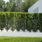 Oszlopos gyertyán ‘Lucas’ (Carpinus betulus), oszlopos gyertyán, архитектurális megjelenéssel, kompakt koronával, modern kertekbe