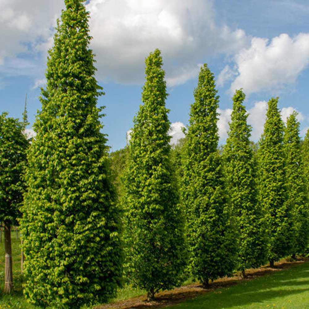 Oszlopos gyertyán ‘Lucas’ (Carpinus betulus), oszlopos gyertyán, архитектurális megjelenéssel, kompakt koronával, modern kertekbe