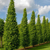 Oszlopos gyertyán ‘Lucas’ (Carpinus betulus), oszlopos gyertyán, архитектurális megjelenéssel, kompakt koronával, modern kertekbe