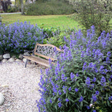 Barba Albastra (Caryopteris) Heavenly Blue