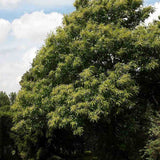 Castan Comestibil (Castanea Sativa), cu castane gustoase