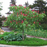 Castan Rosu Aesculus Pavia cu flori rosii
