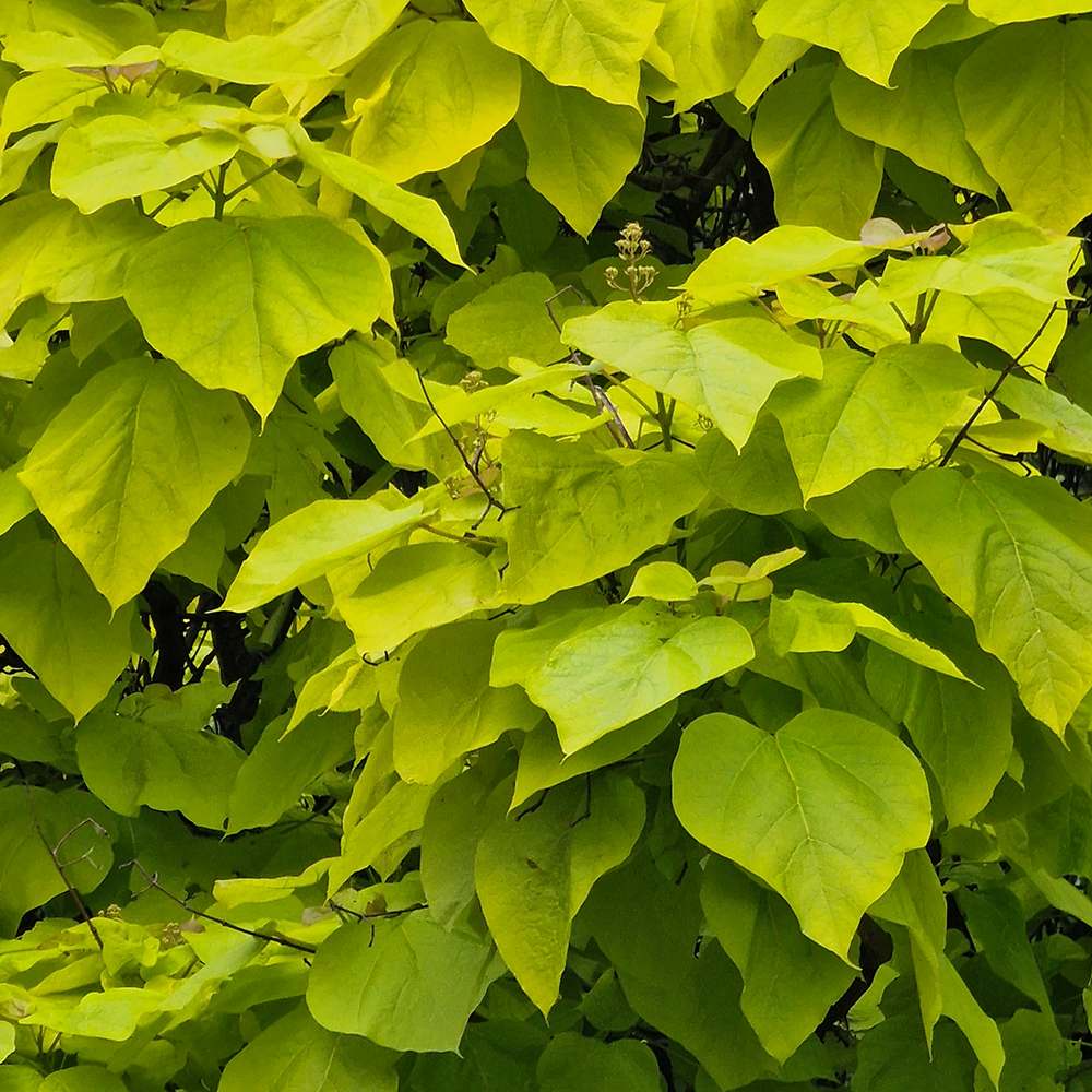 Catalpa Nana Globulara Auriu (Arbore Trompeta)