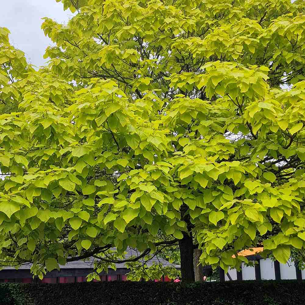 Catalpa Nana Globulara Auriu (Arbore Trompeta)