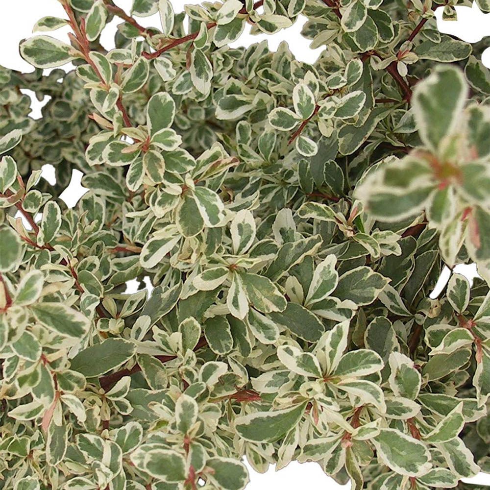 Catina Ornamentala auriu Pyracantha Sparkler, Cataratoare
