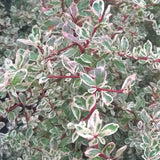Catina Ornamentala auriu Pyracantha Sparkler, Cataratoare