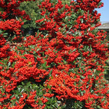 Catina Ornamentala Rosu (Pyrachanta Red Column)