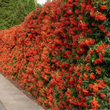 Catina Ornamentala Rosu (Pyrachanta Red Column)