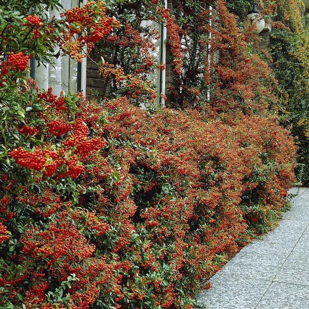 Catina Ornamentala Rosu (Pyrachanta Red Column)