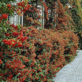 Catina Ornamentala Rosu (Pyrachanta Red Column)