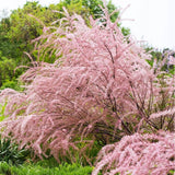 Catina Rosie (Tamarix Ramosissima) Rubra