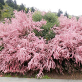 Catina Rosie (Tamarix Ramosissima) Rubra