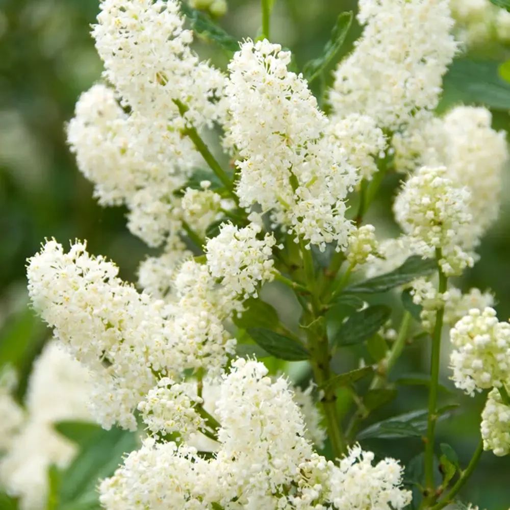 Kaliforniai orgona Ceanothus 'Millerton Point' – intenzív kék virágú örökzöld cserje