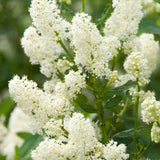 Kaliforniai orgona Ceanothus 'Millerton Point' – intenzív kék virágú örökzöld cserje