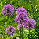 Bulbi Ceapa Ornamentala (Allium) Aflatunense (Hollandicum) (5 Bucati/Pachet)
