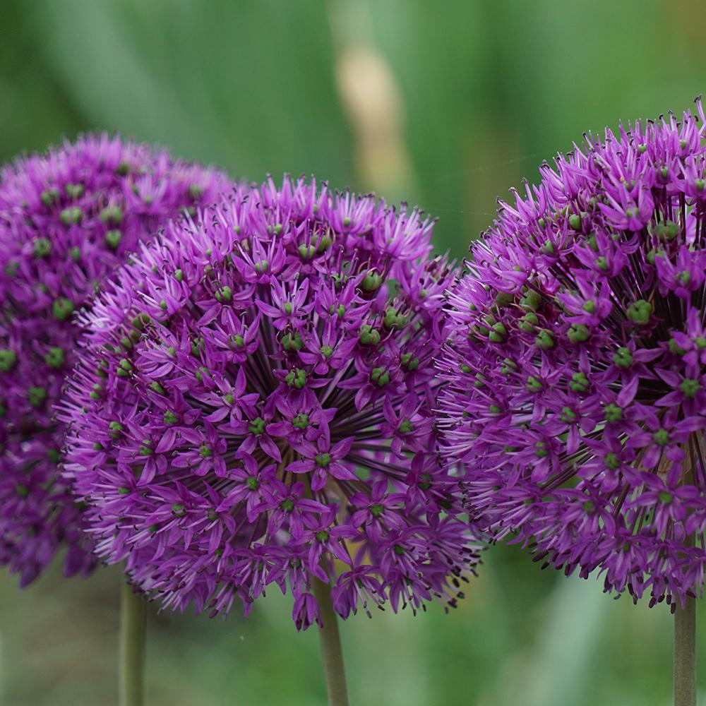 Bulbi Ceapa Ornamentala (Allium) Aflatunense (Hollandicum) (5 Bucati/Pachet)
