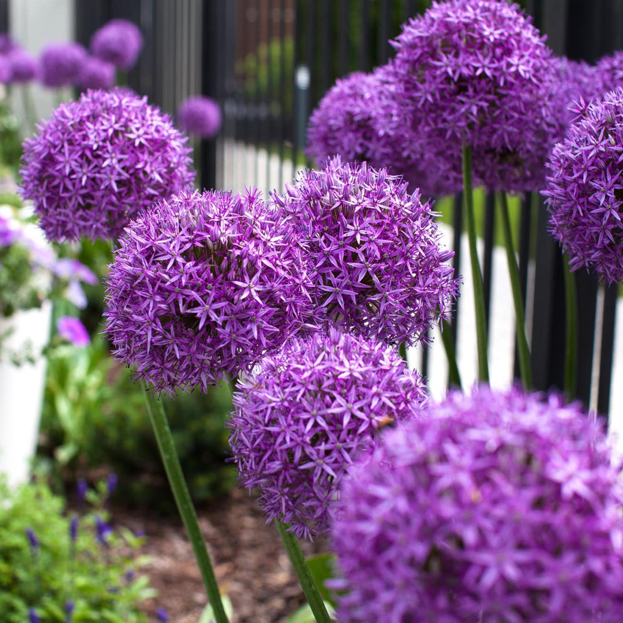 Ceapa Ornamentala Allium Purple Sensation, cu flori sferice violet intens