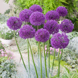 Ceapa Ornamentala Allium Purple Sensation, cu flori sferice violet intens