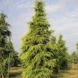Cedru galben Aurea