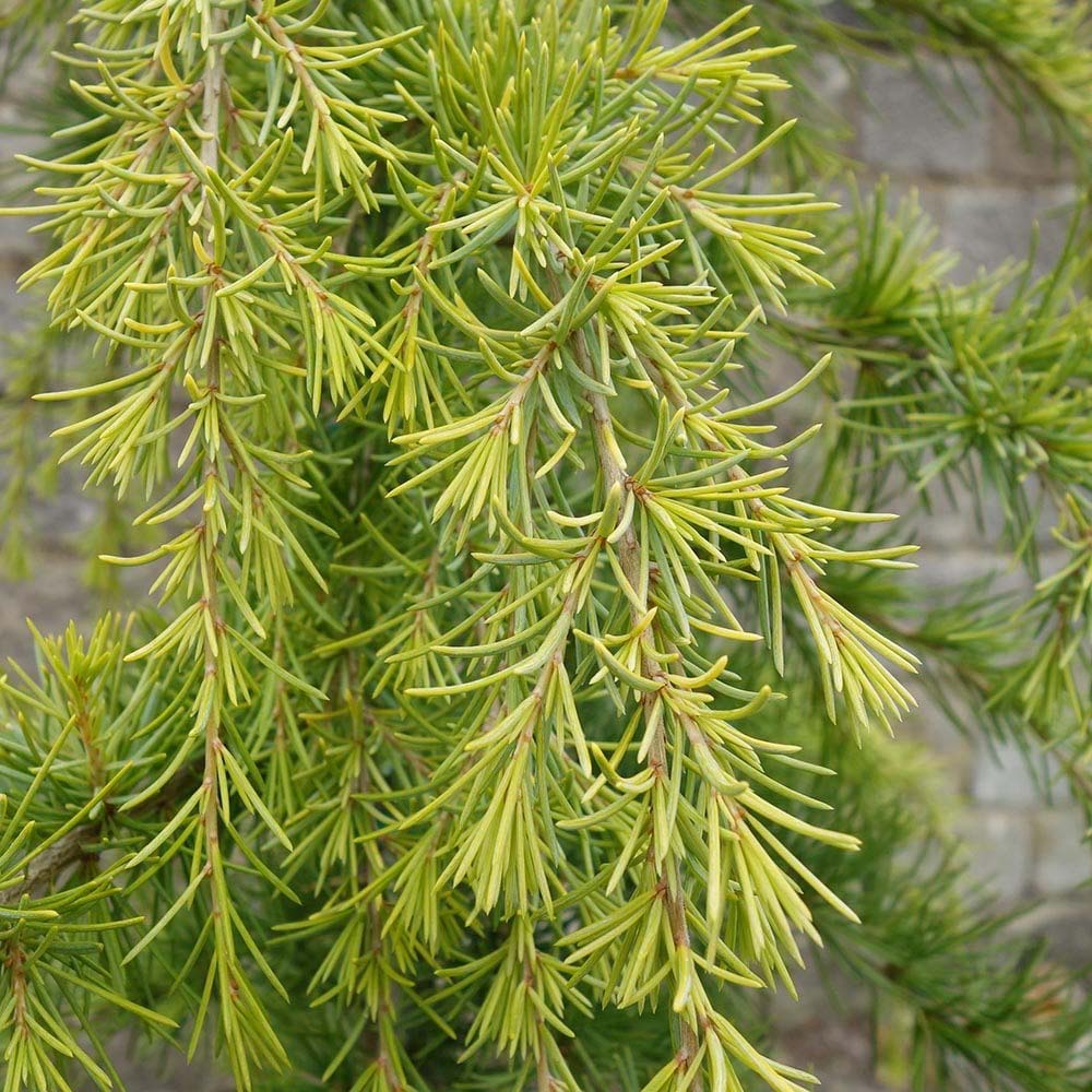 Cedru galben Aurea