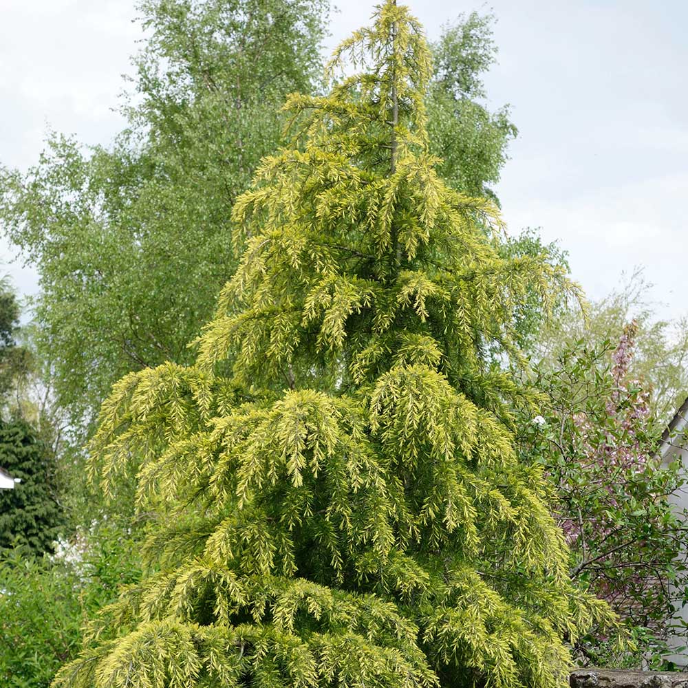 Cedru galben Aurea