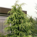 Cedru galben Aurea