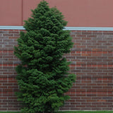 Cedru Japonez (Cryptomeria) Elegans Viridis