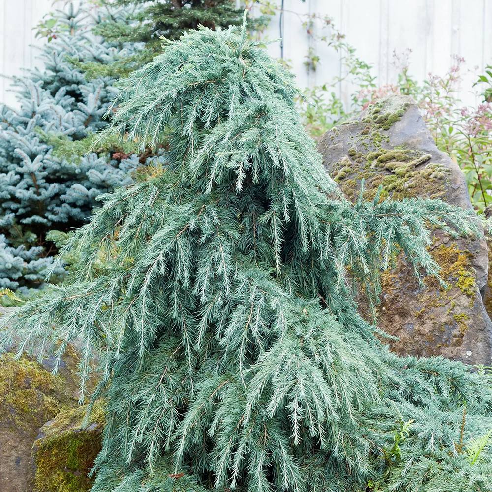 Cedru albastru de Himalaya Feelin' Blue (Cedrus Deodara)
