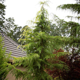 Cedru de Himalaya (Cedrus Deodara)