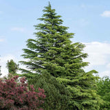 Cedru de Himalaya Albastru (Cedrus Deodara), conifer ornamental cu ace verde-albastrui moi si arcuite, vesnic verde, crestere rapida