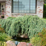 Cedru albastru Glauca Atlantica (Pendula), conifer curgator cu ace albastre-argintii, vesnic verde, forma eleganta