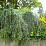 Cedru albastru Glauca Atlantica (Pendula), conifer curgator cu ace albastre-argintii, vesnic verde, forma eleganta