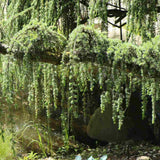 Cedru albastru Glauca Atlantica (Pendula), conifer curgator cu ace albastre-argintii, vesnic verde, forma eleganta
