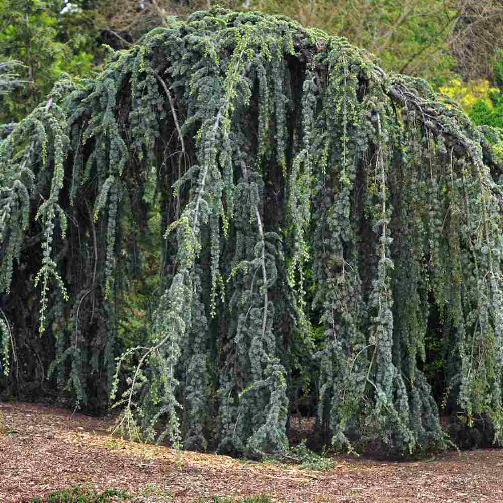 Cedru albastru Glauca Atlantica (Pendula), conifer curgator cu ace albastre-argintii, vesnic verde, forma eleganta