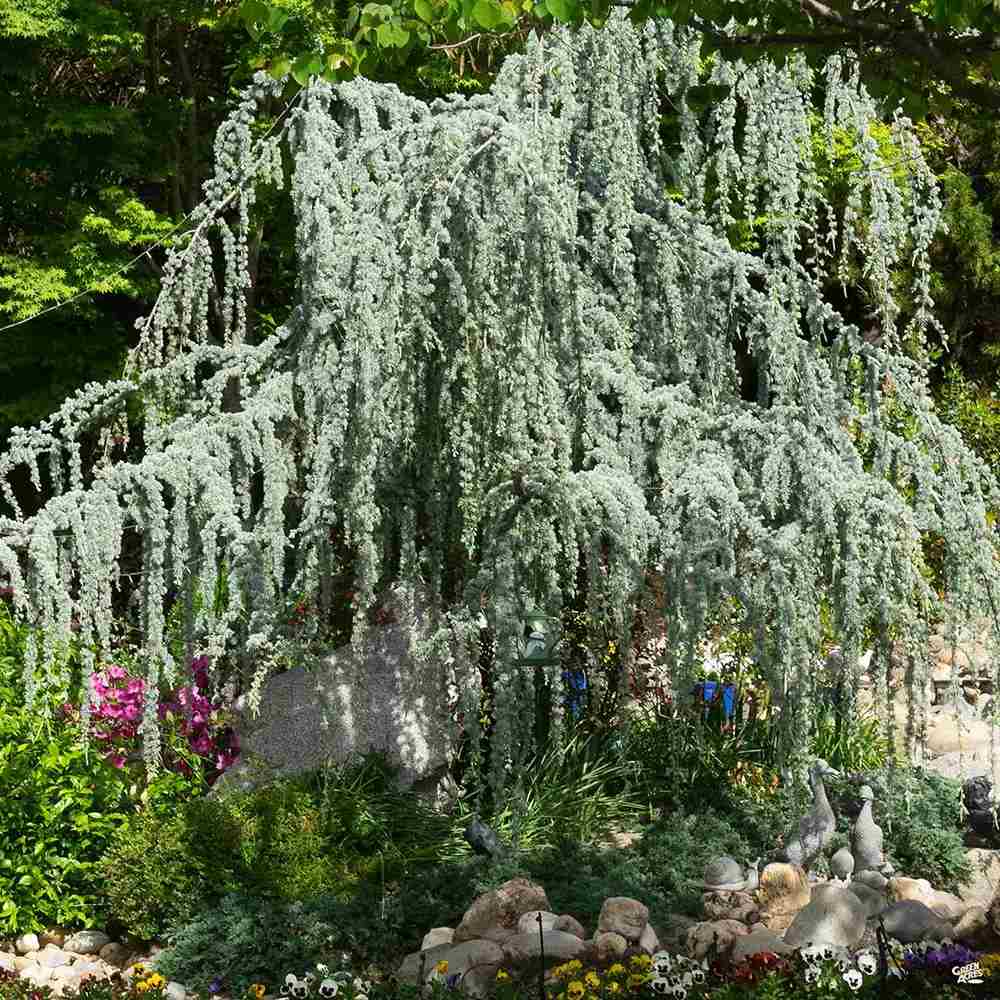 Cedru albastru Glauca Atlantica (Pendula), conifer curgator cu ace albastre-argintii, vesnic verde, forma eleganta
