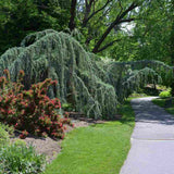Cedru albastru Glauca Atlantica (Pendula), conifer curgator cu ace albastre-argintii, vesnic verde, forma eleganta