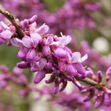 Arborele Lui Iuda Auriu (Cercis Chinensis Melon Beauty)