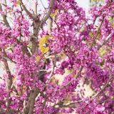 Arborele Lui Iuda Auriu (Cercis Chinensis Melon Beauty)
