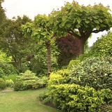 Arborele Lui Iuda Auriu (Cercis Chinensis Melon Beauty)