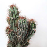 Cactus Monstrul Peruvian, 25 cm, forme neregulate, unice, aspect sculptural, usor de ingrijit, ghiveci mare