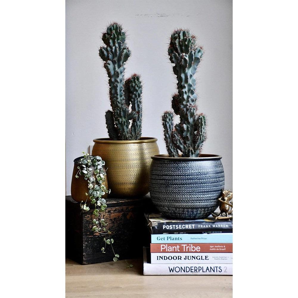 Cactus Monstrul Peruvian, 25 cm, forme neregulate, unice, aspect sculptural, usor de ingrijit, ghiveci mare