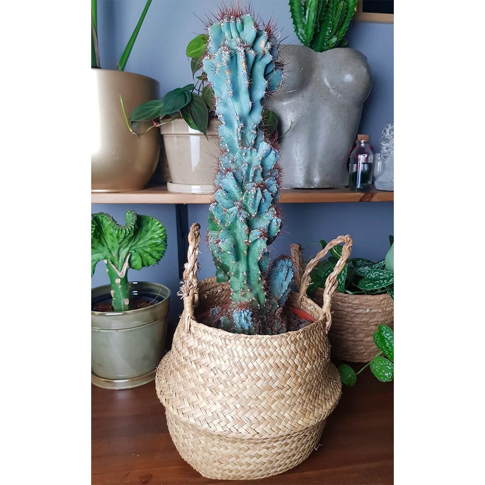 Cactus Monstrul Peruvian, 25 cm, forme neregulate, unice, aspect sculptural, usor de ingrijit, ghiveci mare