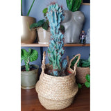 Cactus Monstrul Peruvian, 25 cm, forme neregulate, unice, aspect sculptural, usor de ingrijit, ghiveci mare